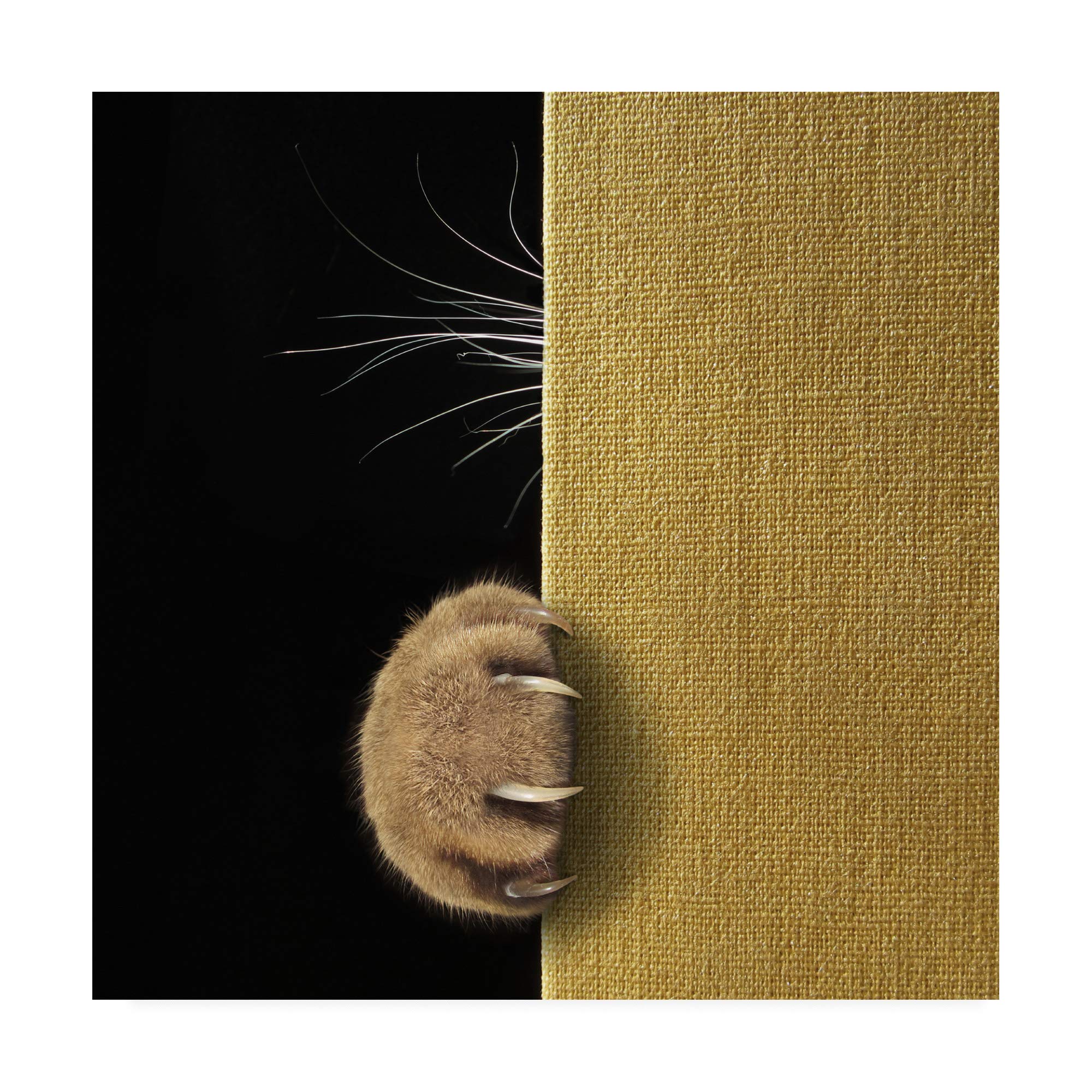 Trademark Fine Art Shy Cat by Iryna Kuznetsova Iridi - 18x18 Inch Square Canvas Wall Art - Perfect for Living Room, Bedroom & Office Decor