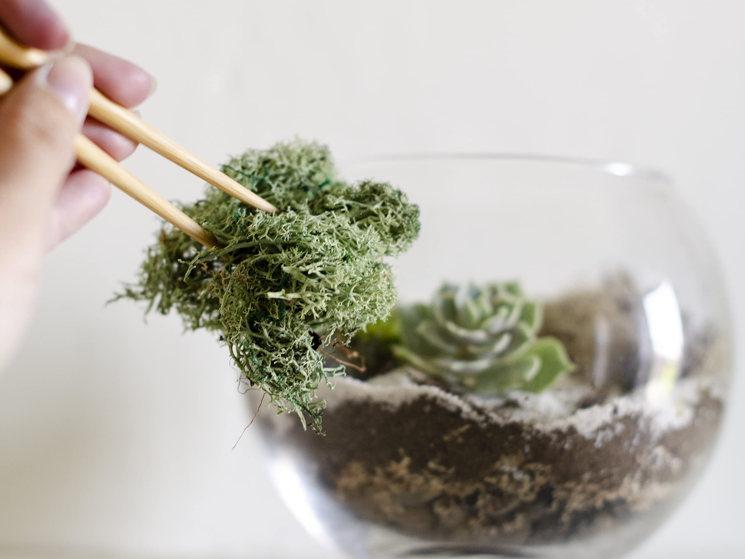 DIY Succulent Terrarium Kit with White Sand & Moss - Glass Bowl Planter for Home Decor, Office Desk, or Gift Idea