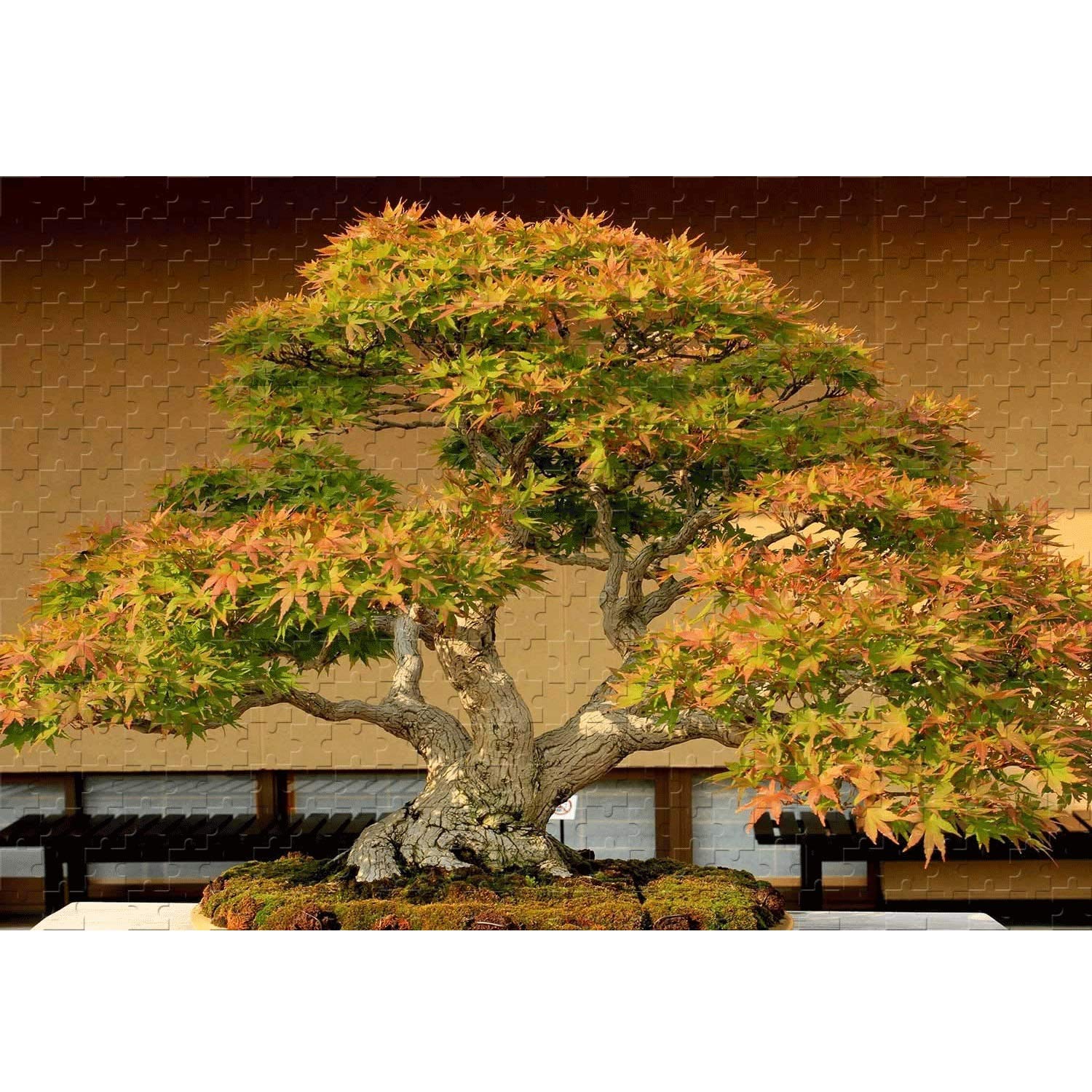 Premium Bonsai Tree Jigsaw Puzzle for Adults - 500, 1000, 1500, 2000, 3000 Piece Challenging Large Floor Puzzles - Perfect Birthday Gift & Home Decor (Partition Color, 500 Pieces) - Relaxing Activity for Family Game Night & Stress Relief
