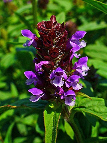 Organic Prunella Vulgaris (Self-Heal) Starter Plant - 1 Live Herb Plant for Medicinal Tea, Healing Salves & Natural Remedies | Indoor Herb Garden, Herbalism & DIY Home Apothecary