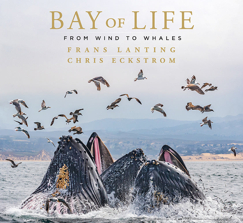 Bay of Life - Premium Organic Skincare & Beauty Products for Radiant Skin | Natural Face Creams, Serums & Body Care for Daily Hydration & Anti-Aging