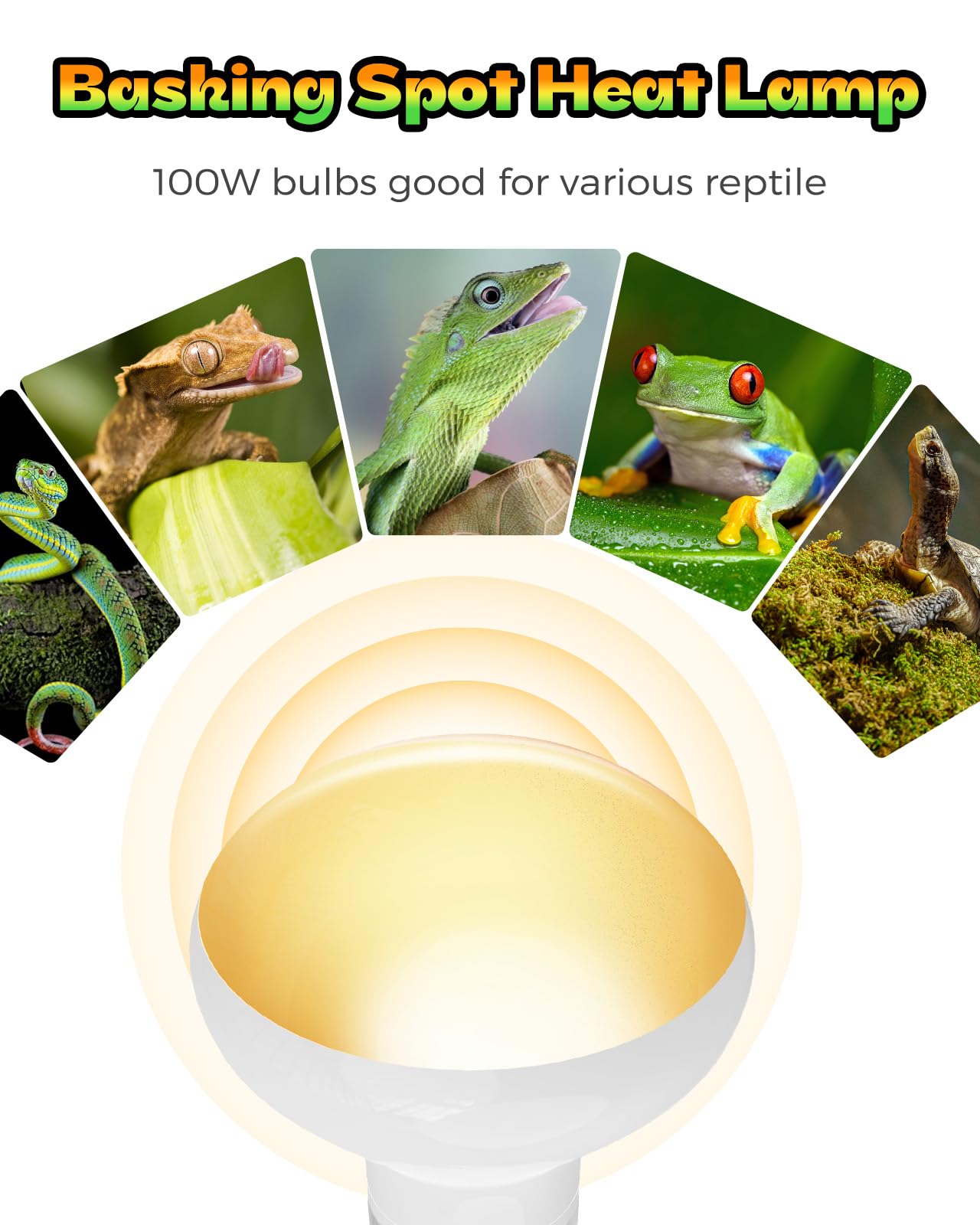 100W Reptile Heat Lamp 2 Pack - UVA Daylight Basking Bulbs for Bearded Dragons, Lizards, Turtles & Chickens | Ideal for Terrariums, Vivariums & Coop Heating