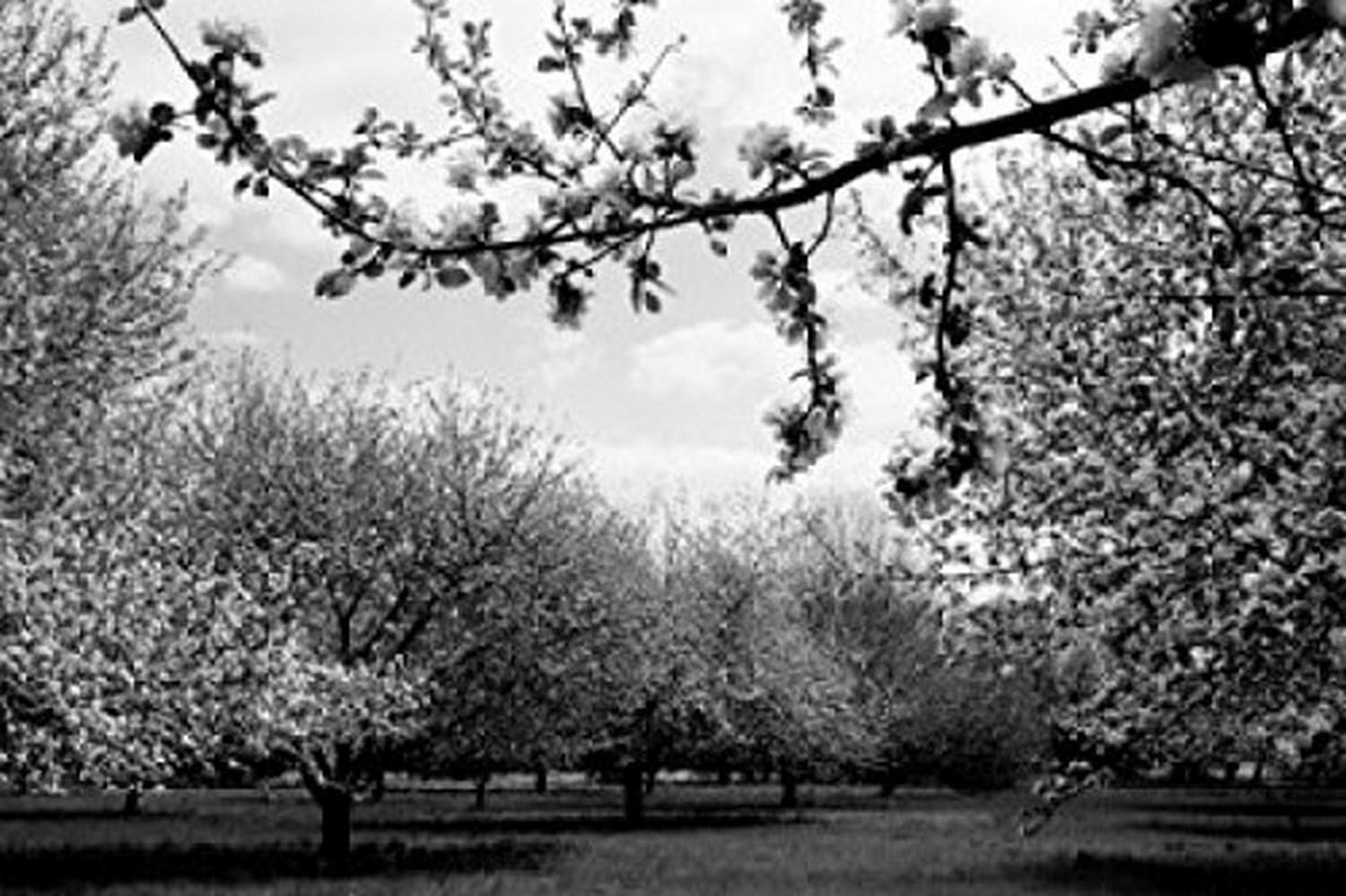 William Penn's Home Poster Print - Pennsbury Manor Apple Orchard Pennsylvania USA - 24x36 Wall Art Decor for Living Room, Office & Classroom