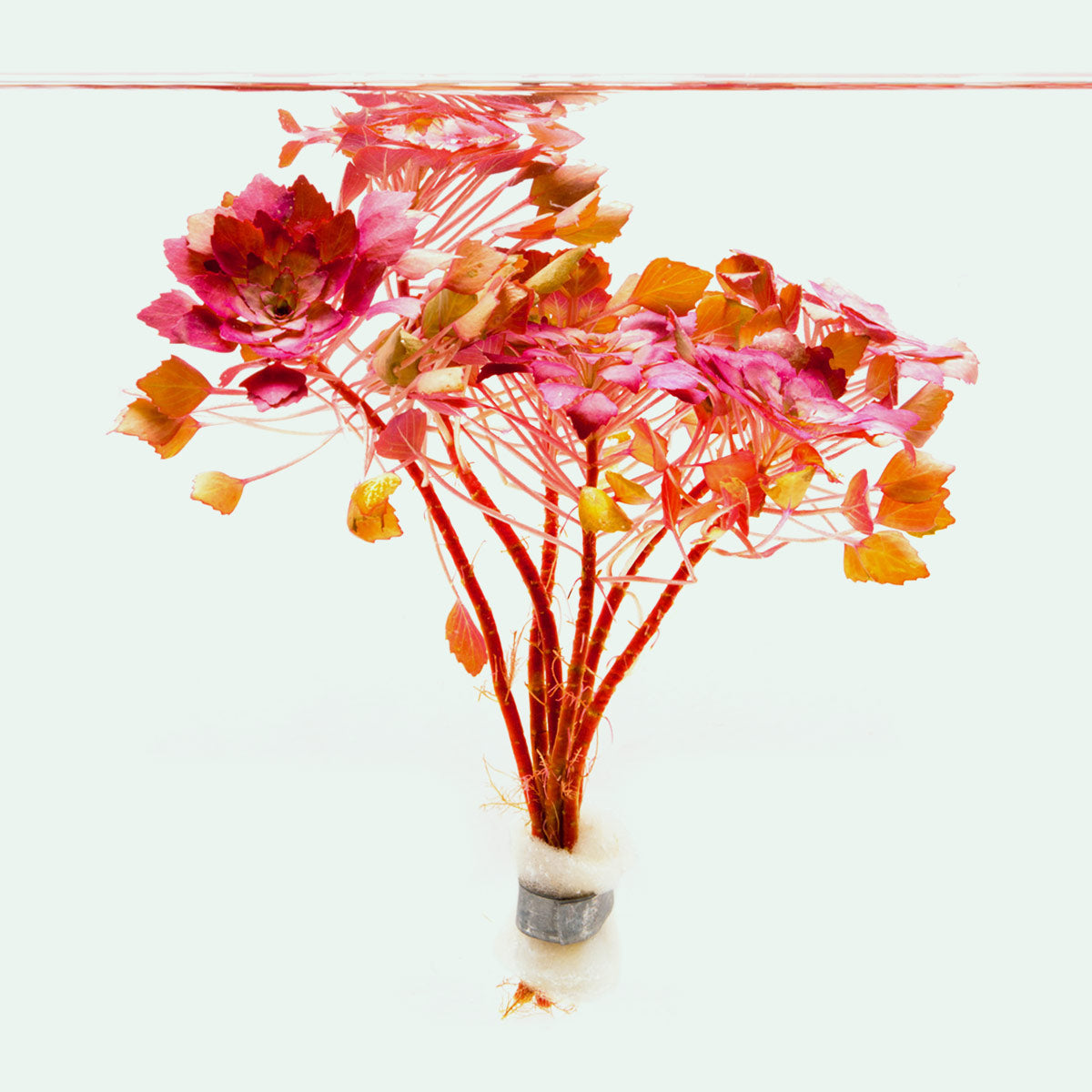 Ludwigia Sedioides (Mosaic Plant) - Live Aquatic Plant for Aquariums & Ponds | Perfect for Water Gardens, Fish Tanks & Aquatic Decor