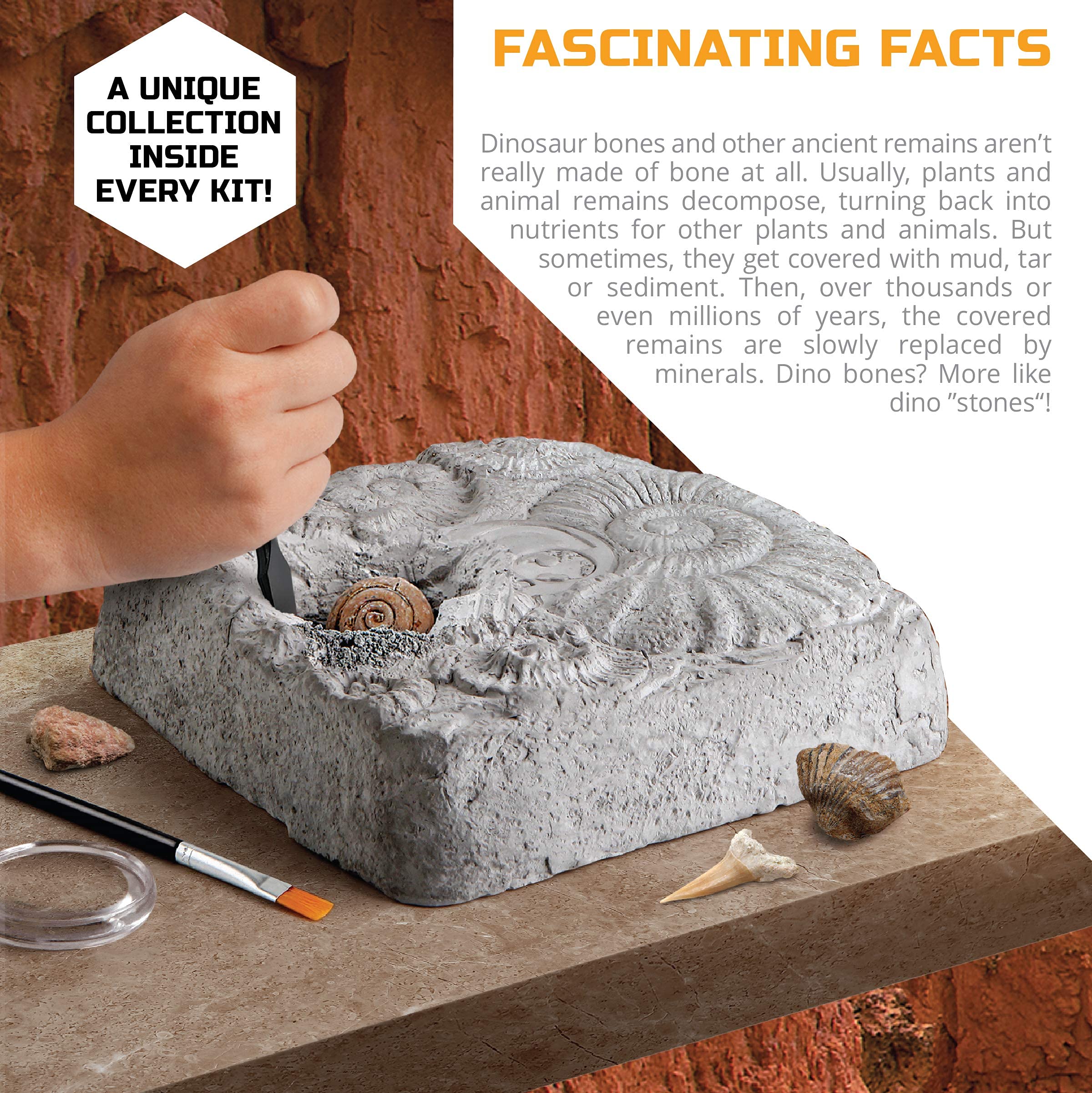 Discovery #MINDBLOWN Colossal Fossil Dig Kit - 15-Piece Archaeology Excavation Set with Real Shark Teeth & Unique Fossils - STEM Educational Toys for Kids - Perfect for Science Projects & Birthday Gifts