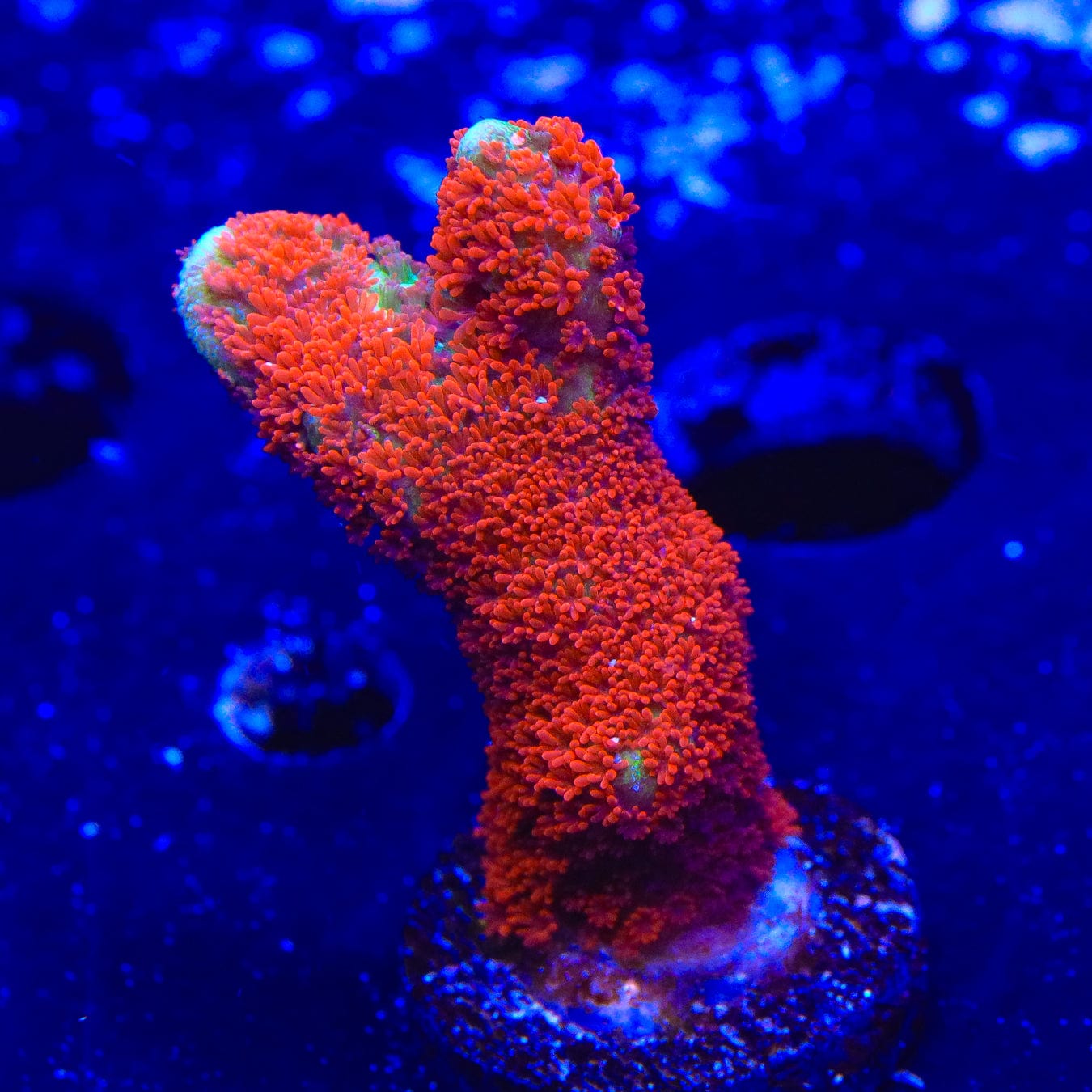 Premium Forest Fire Digitata Montipora Coral for Saltwater Aquariums - Vibrant Red & Orange SPS Coral for Reef Tanks, Coral Frags, and Marine Aquascaping