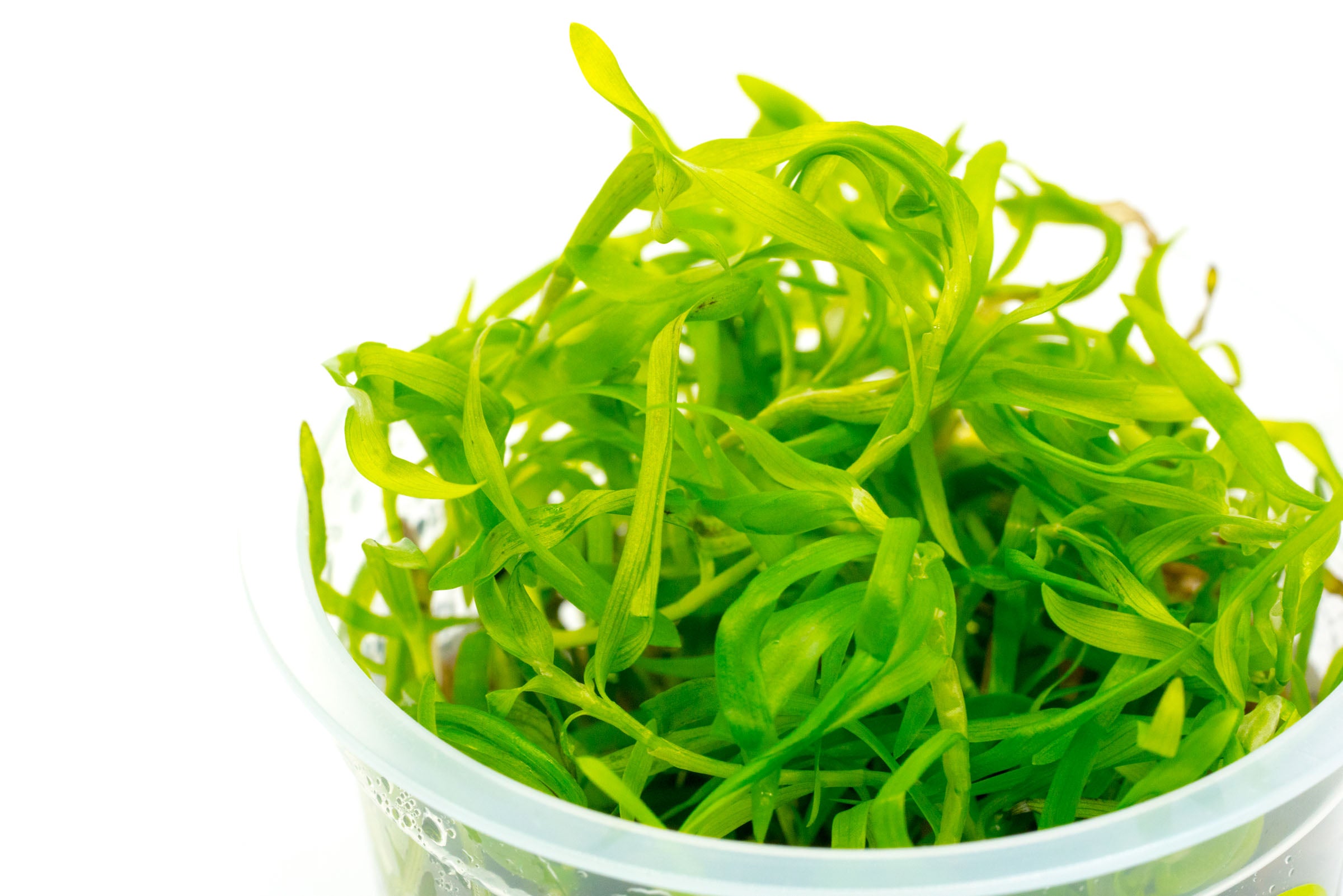 Heteranthera Zosterifolia Aquatic Plant - Freshwater Aquarium Decor for Fish Tanks | Perfect for Aquascaping, Shrimp Tanks & Natural Habitat Setup