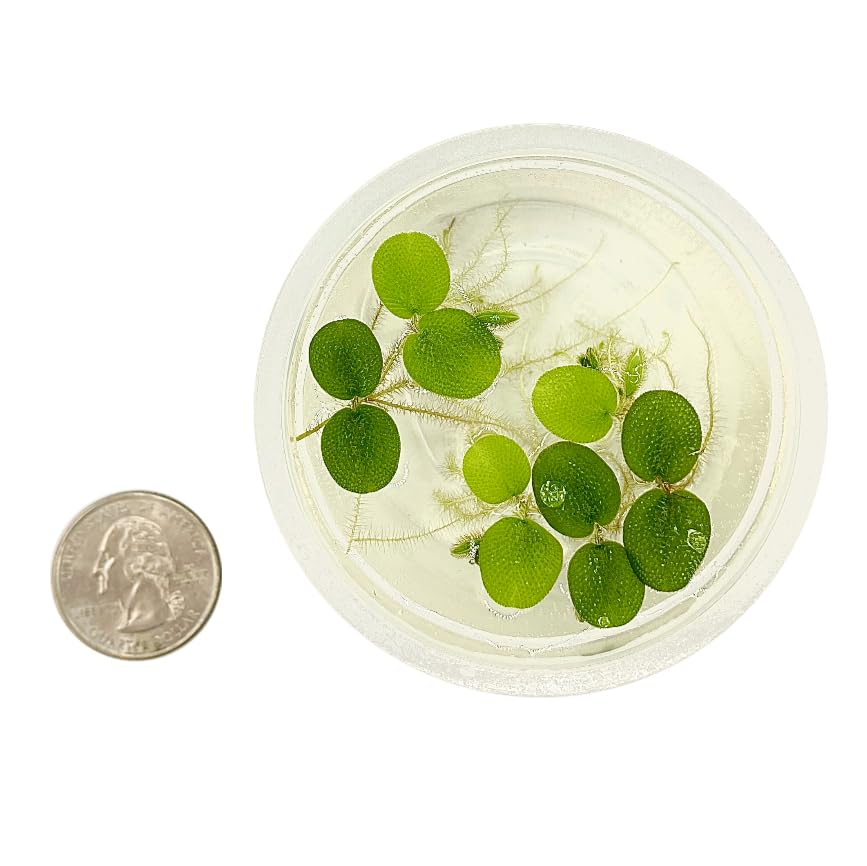 Salvinia Minima Floating Plants for Aquarium & Pond (12 Plants) - Aquascaping & Paludarium