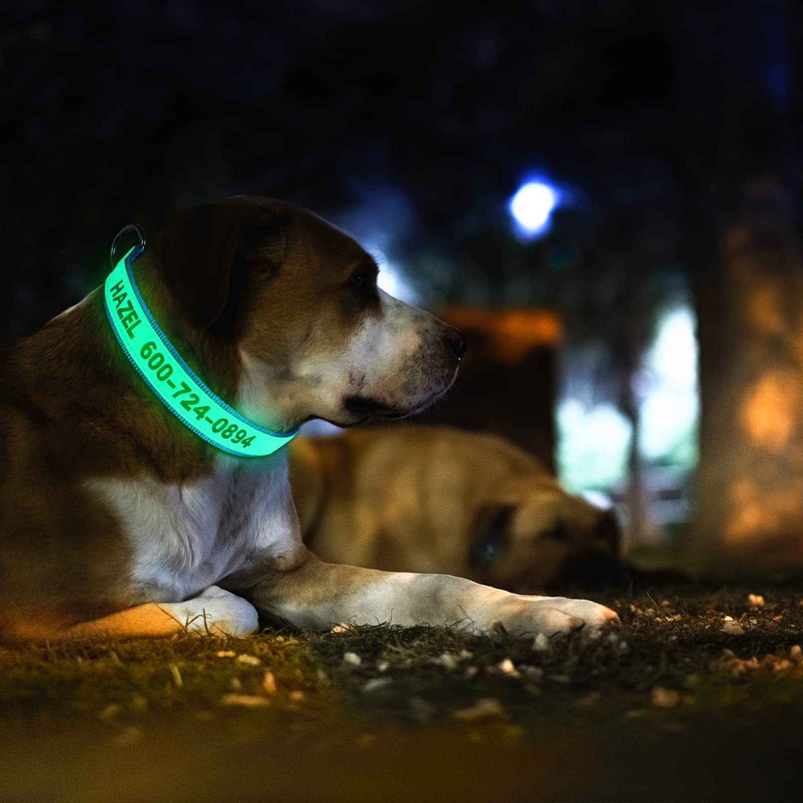 **Custom Glow in the Dark Dog Collar - Personalized Reflective & Embroidered Name & Phone Number - Adjustable Sizes XS/S/M/L for Small & Large Dogs - Perfect for Night Walks, Jogging & Outdoor Safety (Fluorescent Glow)**