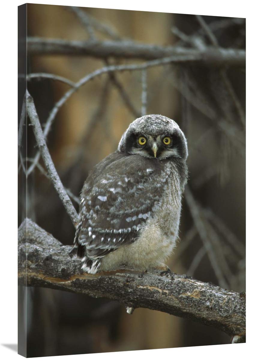 24 x 36 Inch Northern Hawk Owl Chick Art Print - Wildlife Photography by Tom Vezo - Saskatchewan Canada Nature Decor for Living Room, Office & Nursery