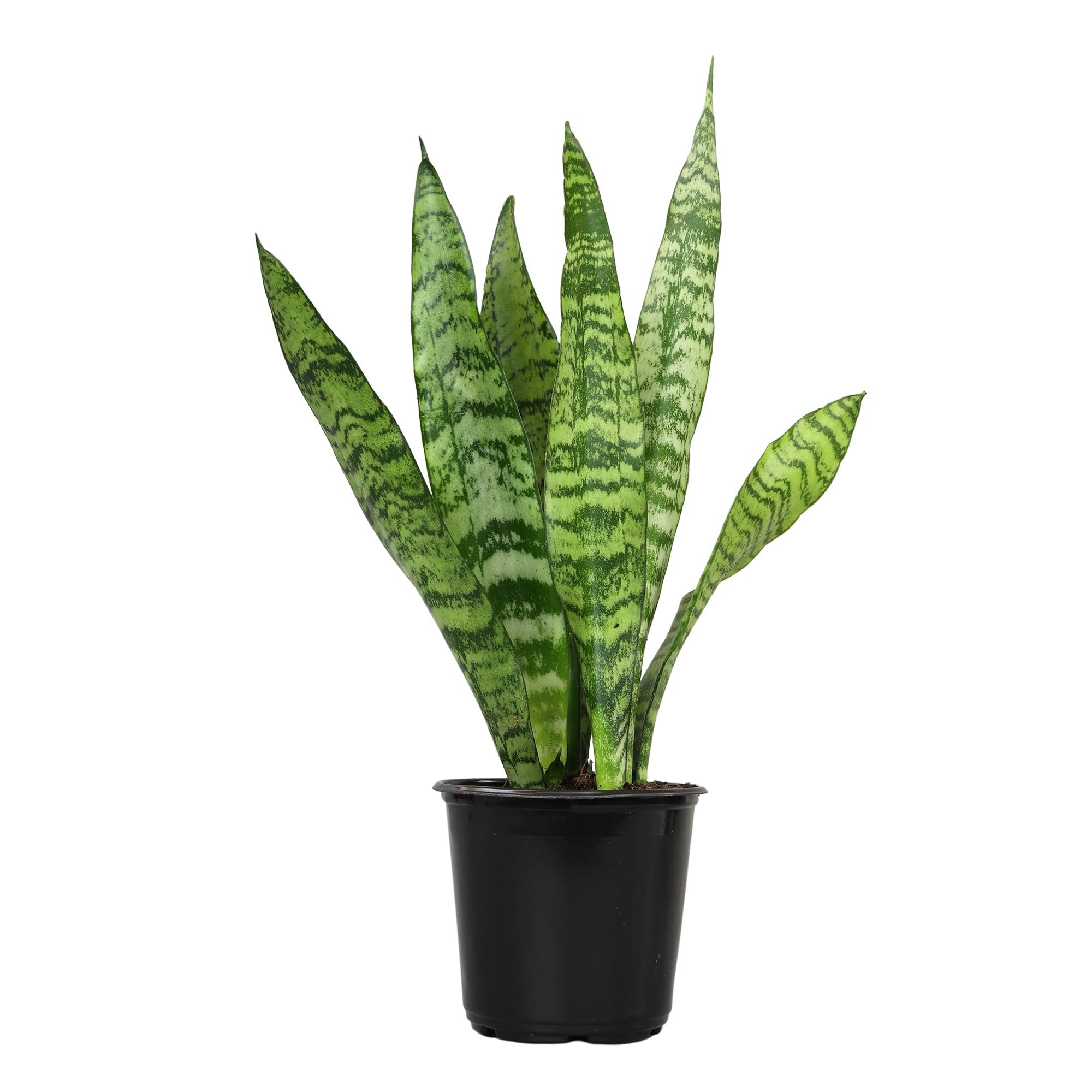 Variegated Snake Plant (Sansevieria Zeylanica) - 6