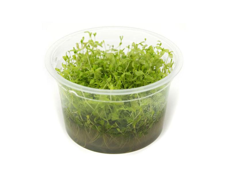 TCulture Hemianthus Micranthemoides Live Aquarium Plant (TC Cup) - Perfect for Freshwater Fish Tanks, Aquascaping & Nano Tanks