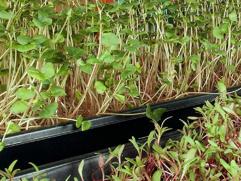 Non-GMO Cilantro Seeds for Sprouting & Microgreens - 4oz - Gardening, Juicing, Hydroponics