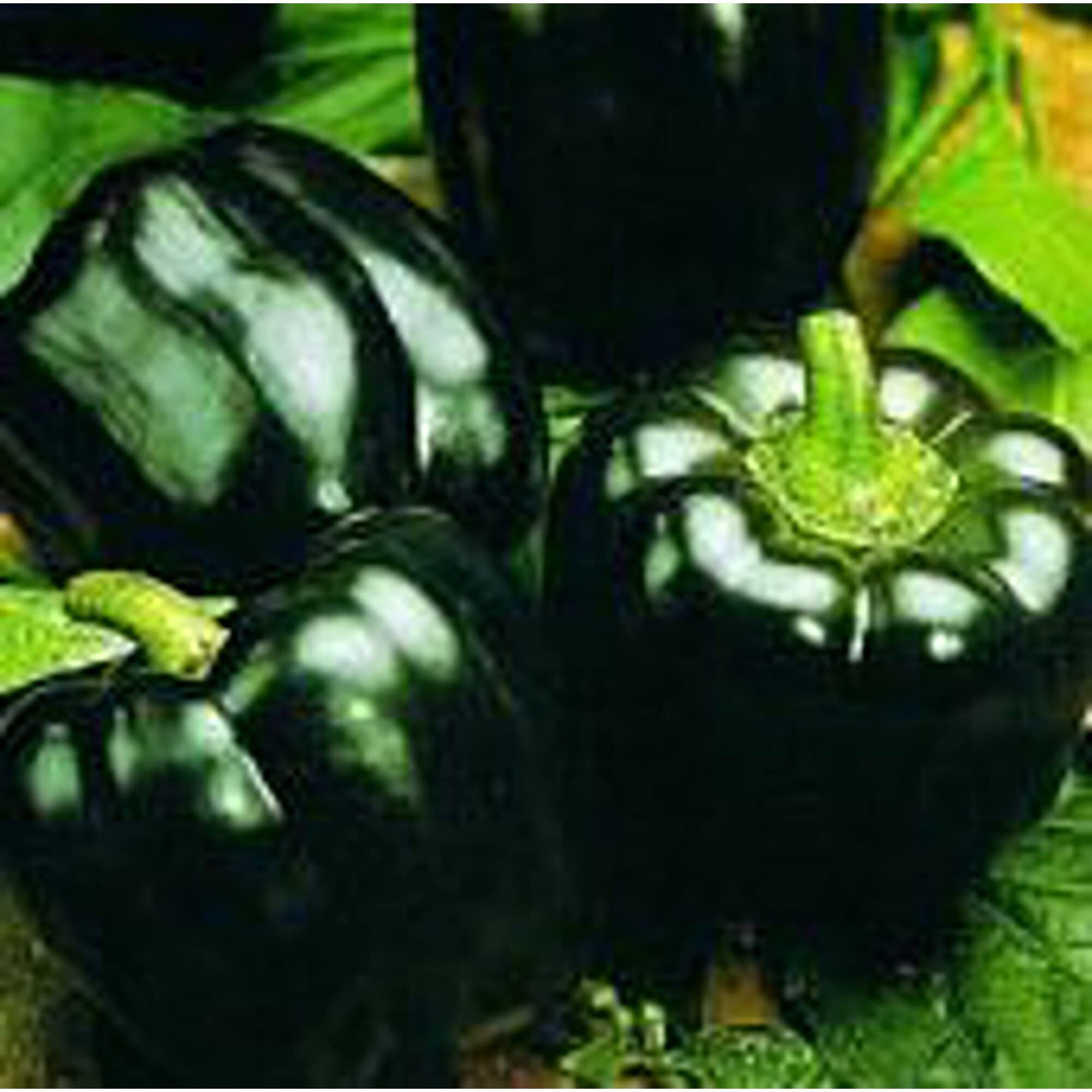 Mavras Sweet Peppers Seeds (20+ Seeds) - Non-GMO Vegetable Seeds for Planting | Home Garden, Greenhouse, or Container Gardening | Perfect for Fresh Salads, Cooking, and Organic Homegrown Produce