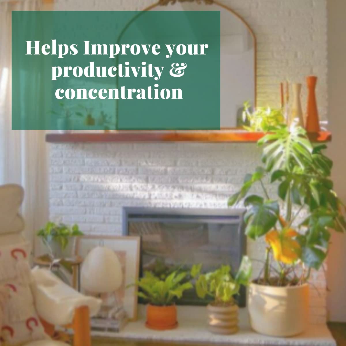 Pothos 'Green' Live Indoor Plant - 4