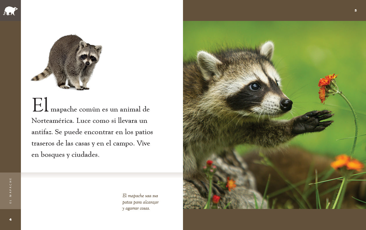 El Mapache Book 9781640266964 - Wildlife Nature Reading for Kids & Adults - Perfect for Education & Home Library