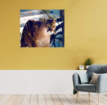 Wild Cougar in Snow Art Print Poster - 16x20 Inch Mountain Lion Wall Decor for Living Room, Bedroom & Office - Wildlife Photography Home Decor Gift