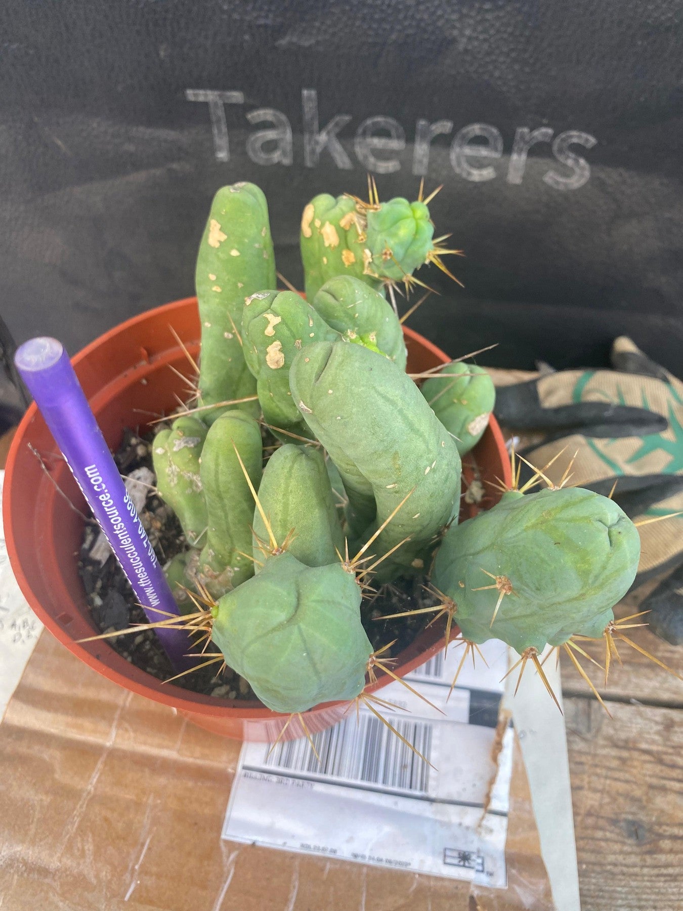 EC141 EXACT Trichocereus Bridgesii Monstrose TBM Penis Cactus Potted Plant - Rare Succulent for Home Decor, Office Desk & Garden Collection
