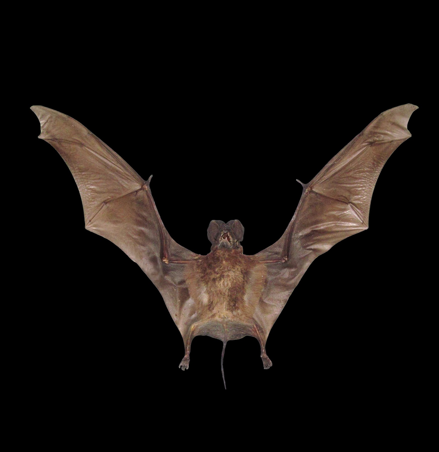 Otomops Formosus Taxidermy Bat Specimen - Realistic Bat Taxidermy for Home Decor, Gothic Display & Halloween Props - Perfect for Dark Aesthetic Collections & Scientific Education