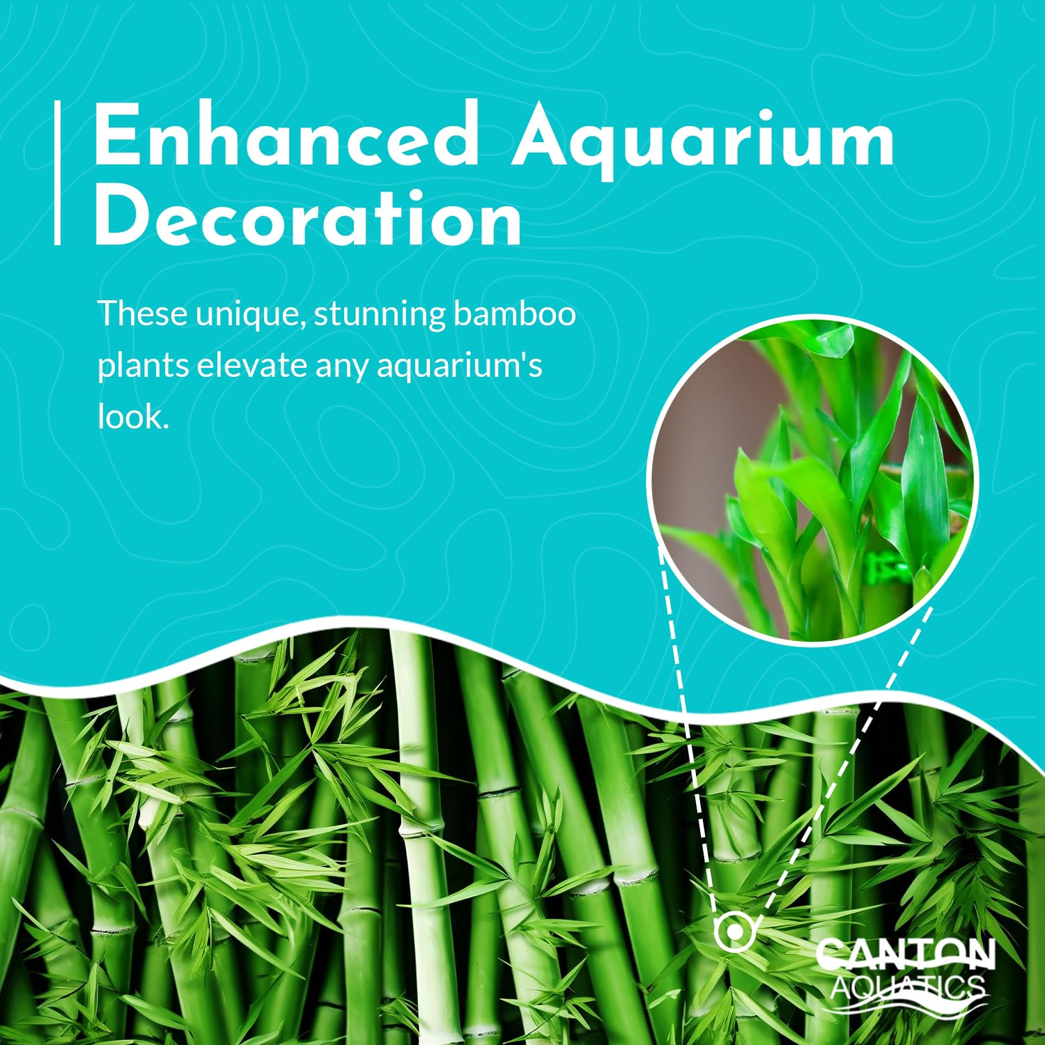 Lucky Bamboo Plant Dracaena Sanderiana - 5 Pack Curly Indoor House Plants - Organic Aquatic Plants for Home & Office Decor - Easy Care Low Maintenance - Perfect for Feng Shui, Gifts & Tabletop Decor