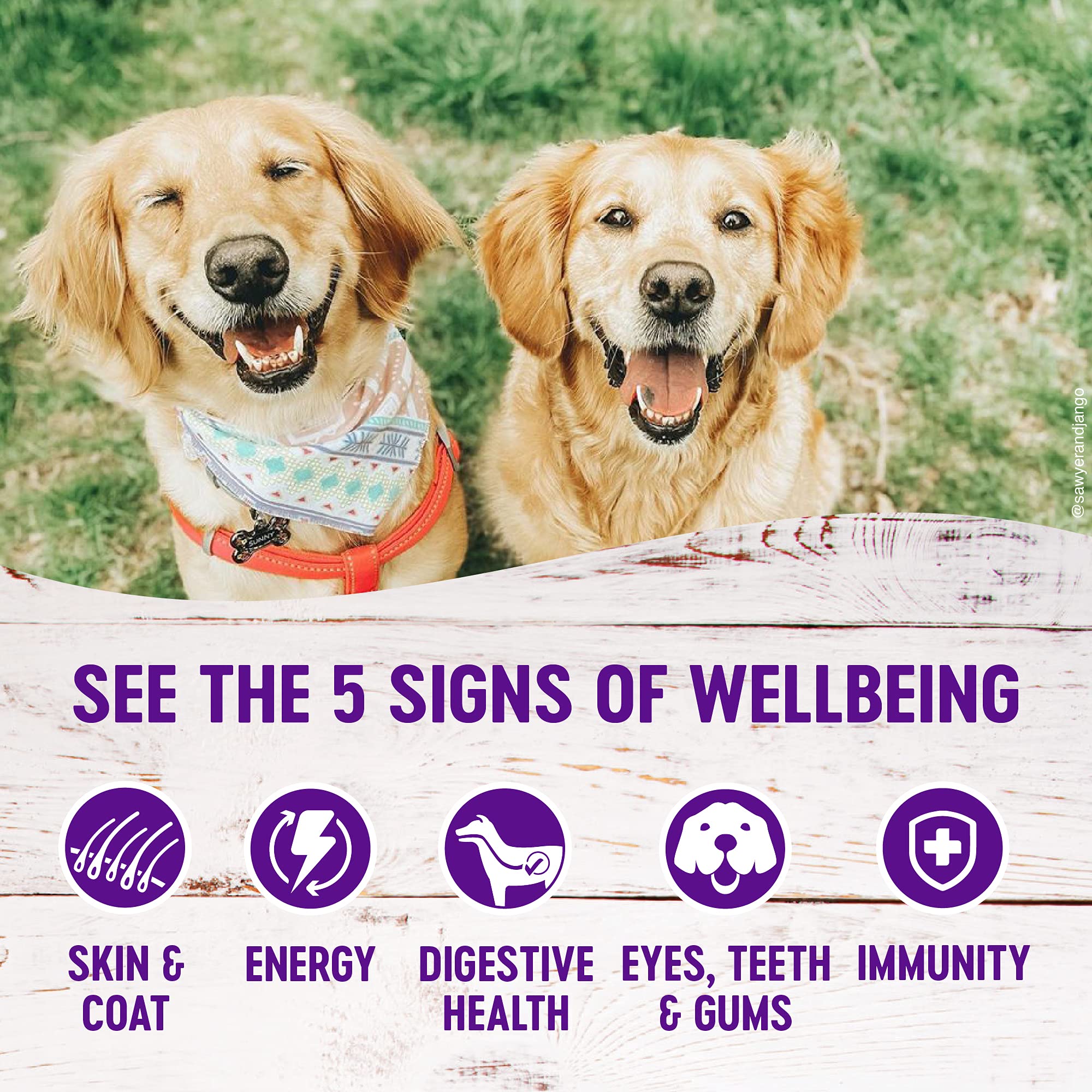 Wellness Complete Health Dry Dog Food - Lamb & Barley Recipe for Adult Dogs, 5lb Bag | Grain-Free Wet Dog Food - Lamb & Sweet Potato Formula, 12 Pack (12.5oz Cans) | High Protein Nutrition for Healthy Skin & Coat - Perfect for Mealtime & Training Treats
