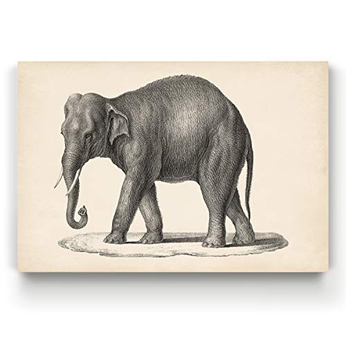 Brodtmann Elephant