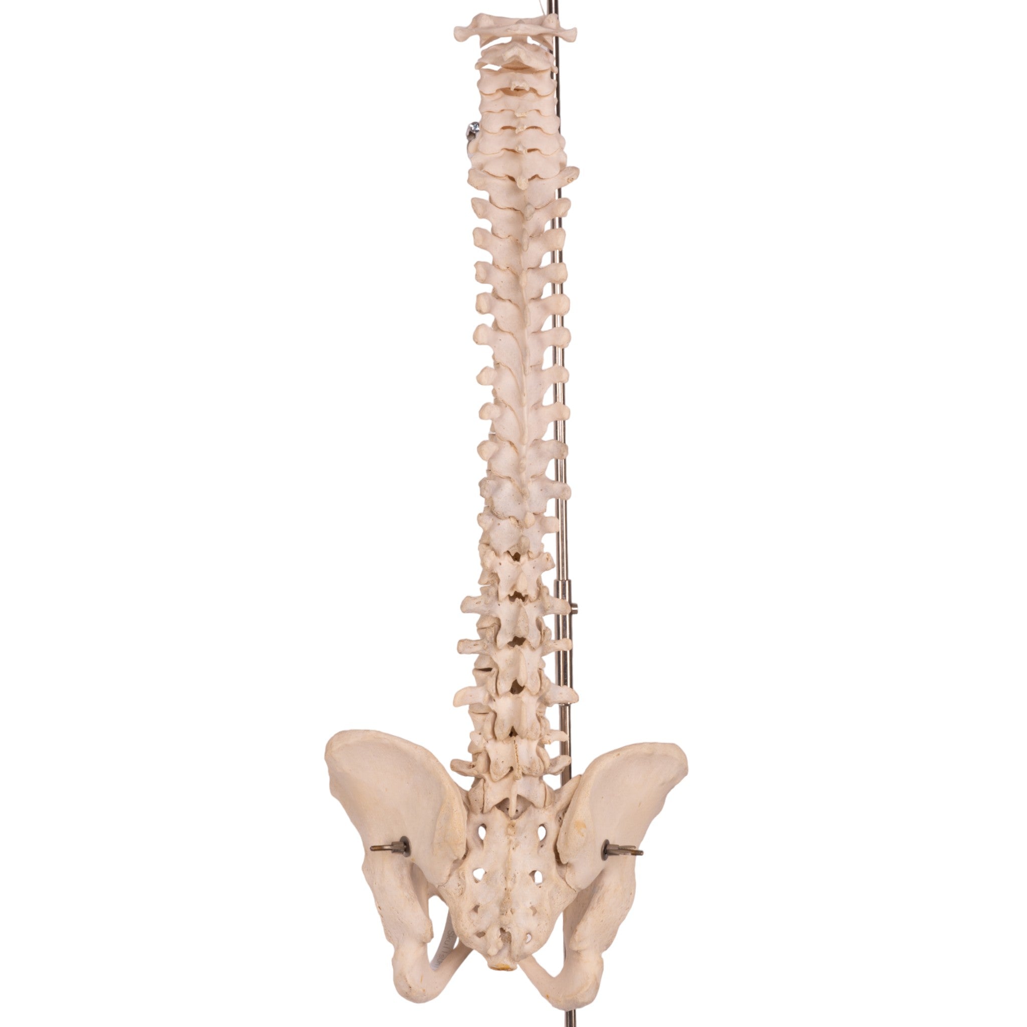 Real Human Spine, Sacrum & Pelvis - Anatomical Model for Medical Education, Chiropractic Training & Osteopathic Studies
