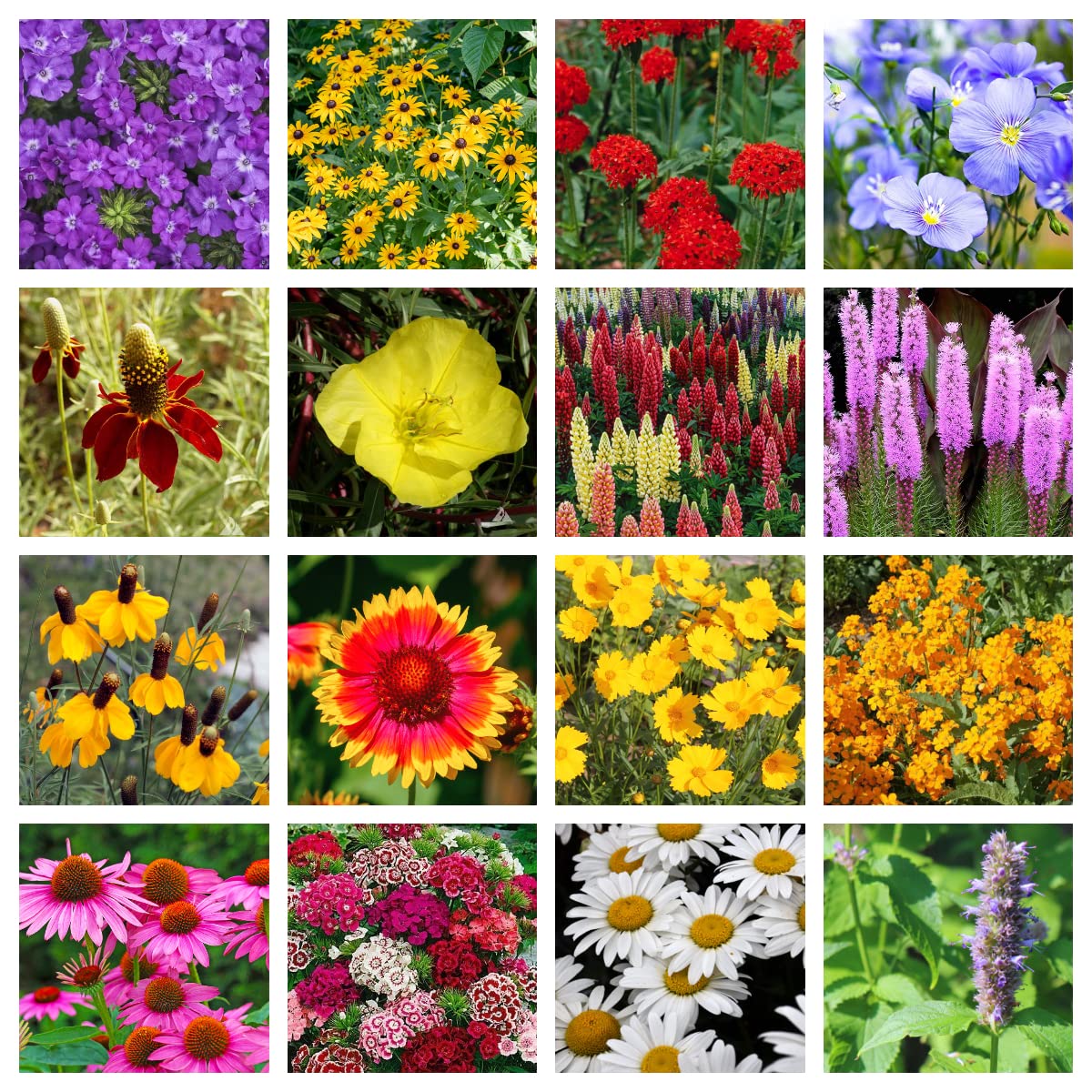 Bulk Wildflower Seed Shaker – 1 Pound Tub with 900,000+ Perennial Flower Seeds Mix (20 Varieties) by Geva Grow – Perfect for Gardens, Meadows & DIY Wedding Favors