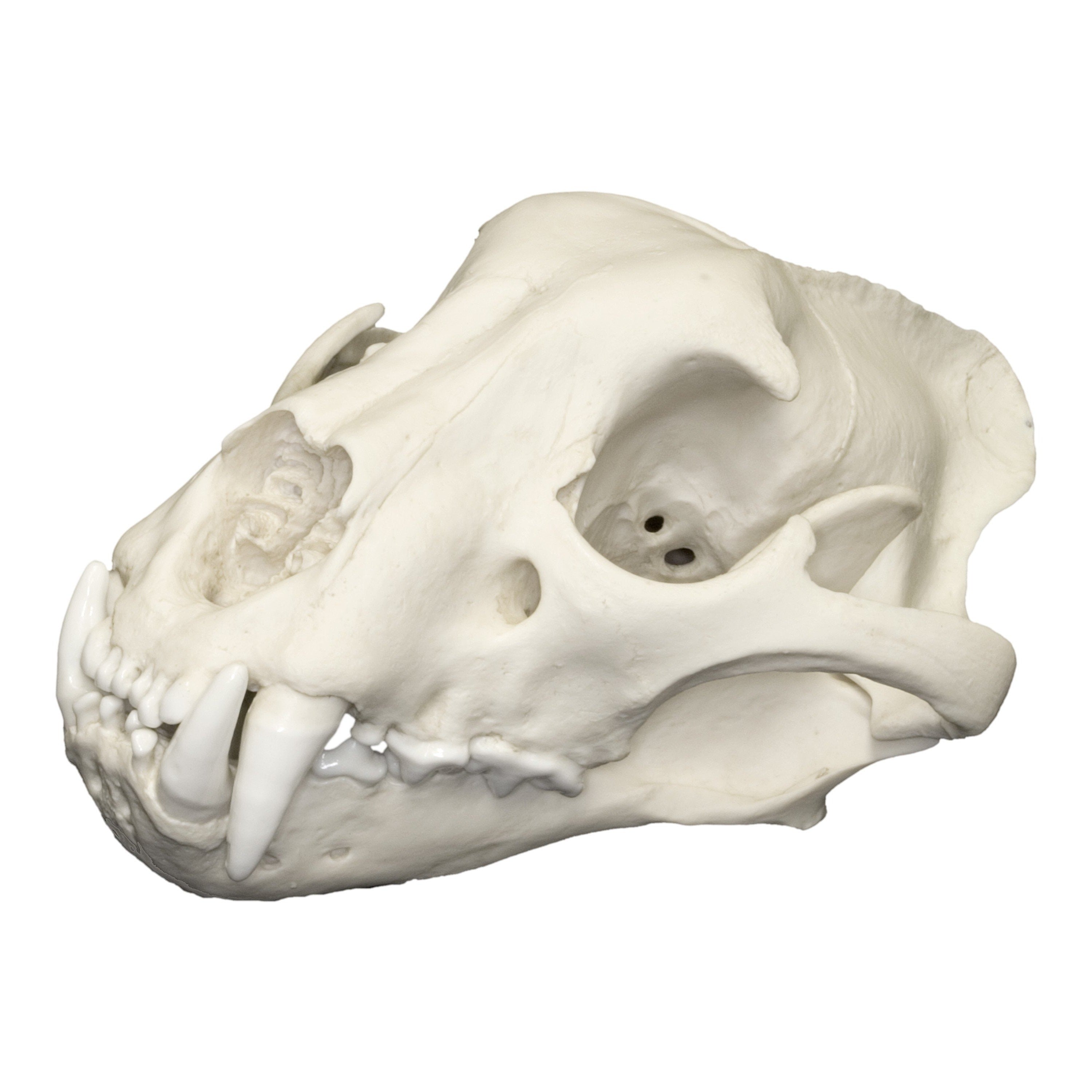 Authentic Replica Jaguar Skull - Handcrafted Animal Skull Decor for Home, Office & Halloween Decorations | Unique Gothic & Horror Theme Display Piece