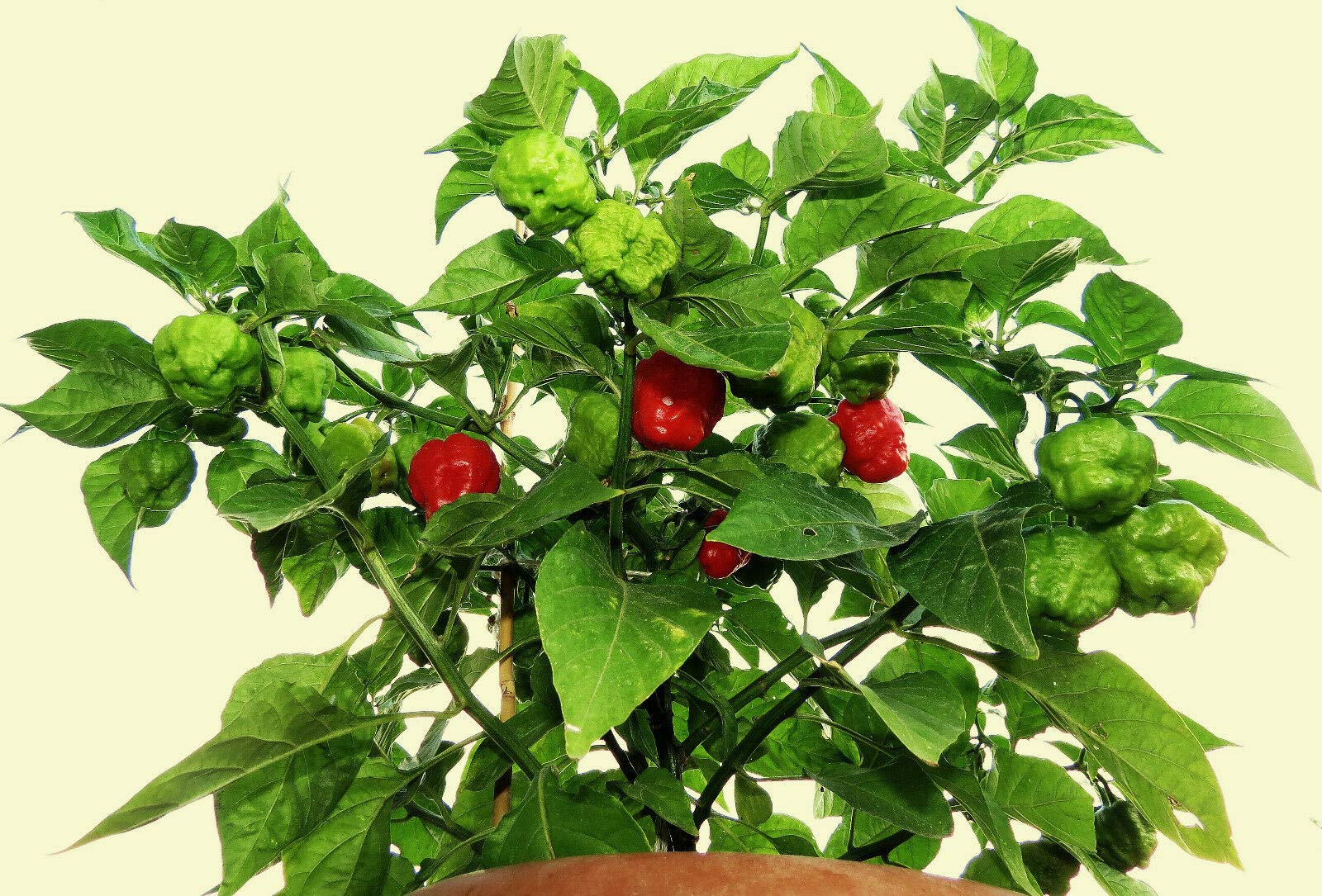 Aji Dulce Pepper Seeds - Cuban Sweet Chili (50 Seeds) | Non-GMO, Heirloom Variety for Spanish & Caribbean Cooking | Perfect for Home Gardens, Salsas, and Traditional Dishes