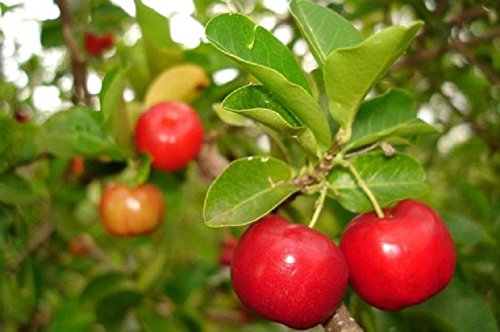 Barbados Cherry Live Plant - 1 Gallon Pot - Exotic Fruit Tree for Home Garden, Landscaping & Fresh Fruit Harvest