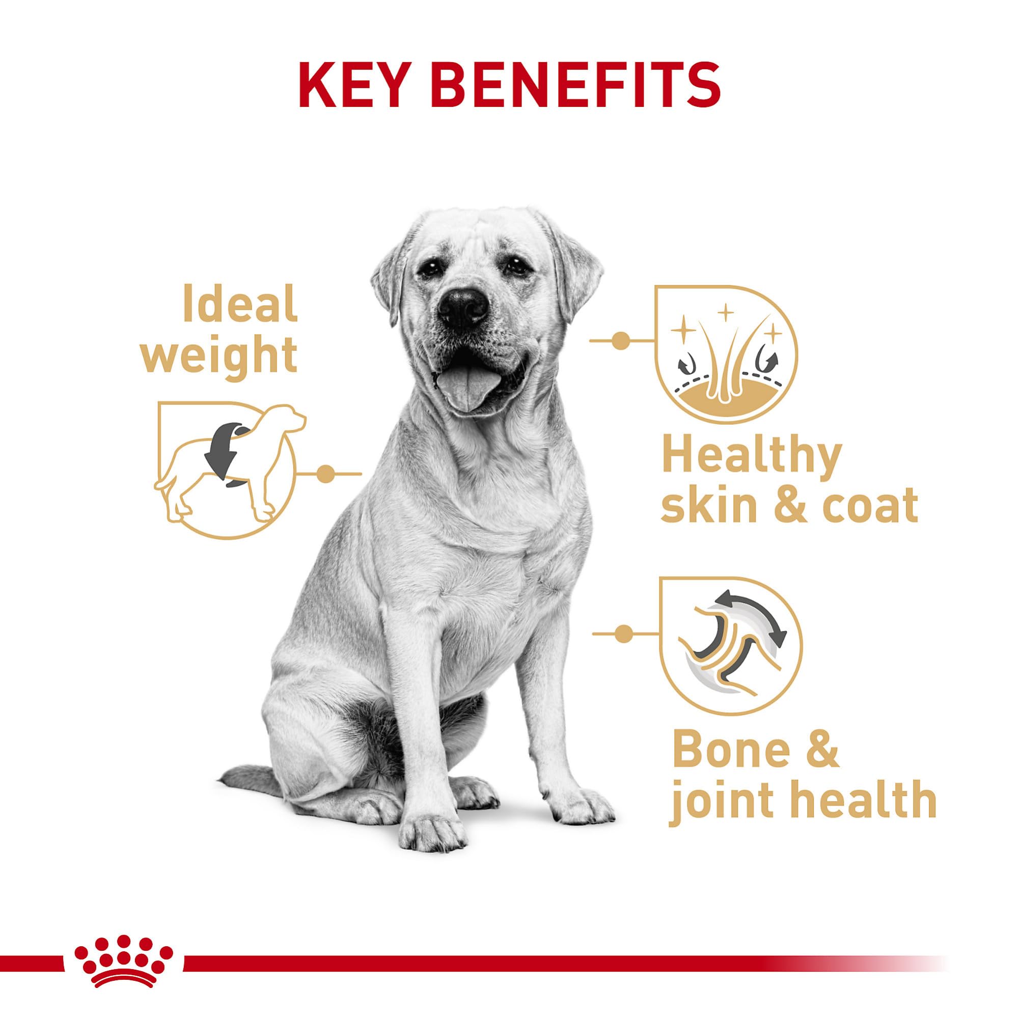 Royal Canin Labrador Retriever Adult Dry Dog Food - 30 lb Bag | Premium Nutrition for Large Breed Dogs | Perfect for Active Labs & Outdoor Adventures