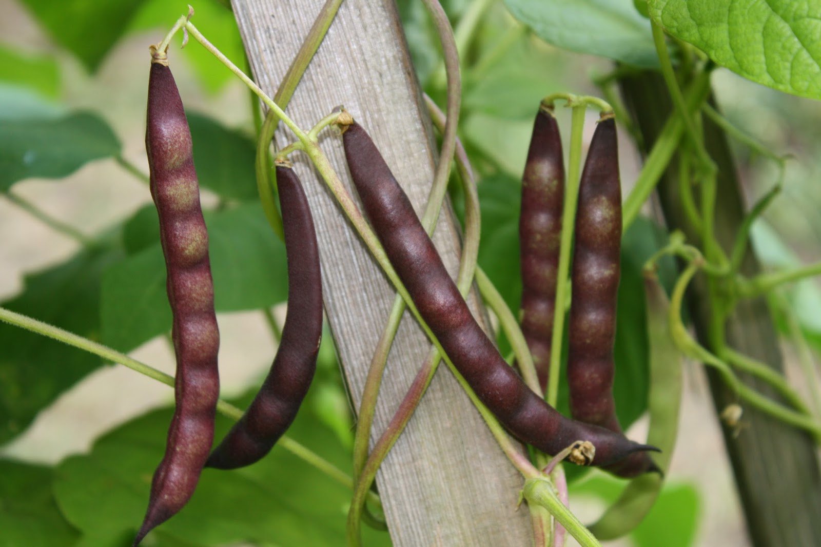 Organic Black Turtle Beans - High in Fiber & Protein, Raw, Non-GMO, Vegan, Bulk 25LB - Perfect for Soups, Stews, and Healthy Meal Prep