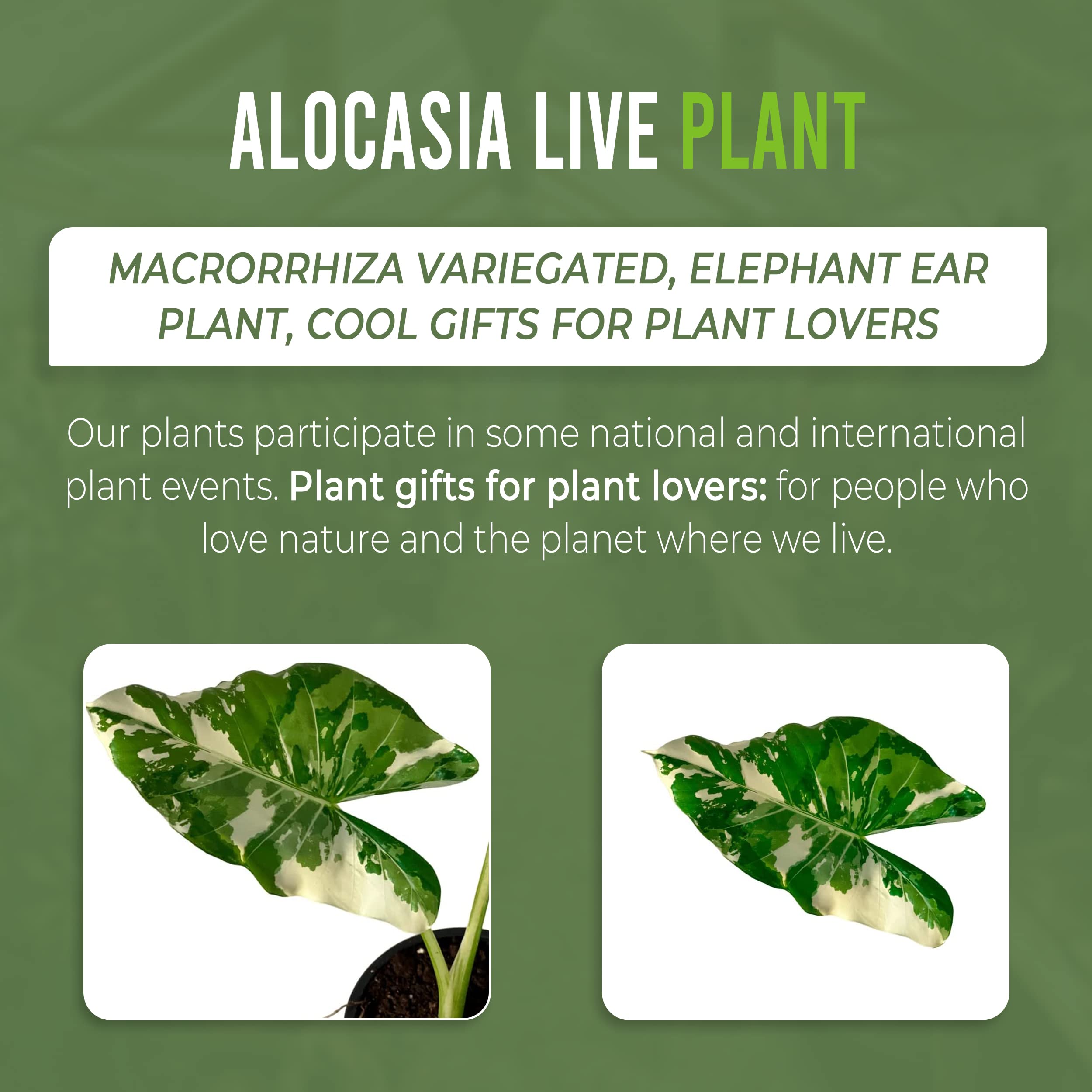 Variegated Alocasia Macrorrhiza Elephant Ear Live Plant - Rare Tropical Indoor Houseplant from Ecuador | Perfect for Home Decor, Office Spaces & Plant Collections | Low Maintenance & Air Purifying