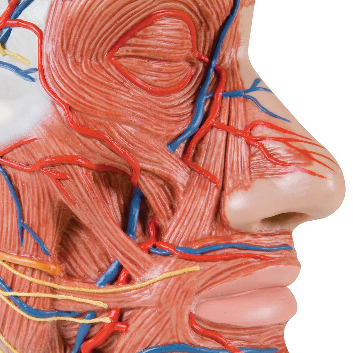 Half Head Anatomy Model with Detailed Musculature - Perfect for Medical Students, Artists & Anatomy Enthusiasts