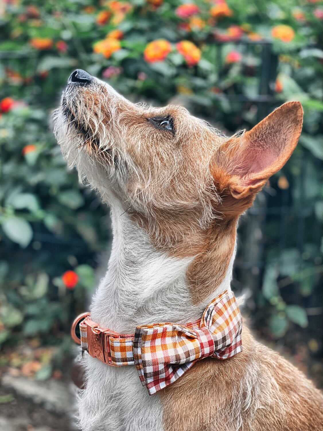 Elegant Bow Tie Dog Collar with Adjustable Strap - Comfortable Pet Necklace for Small, Medium & Large Dogs & Cats - Perfect for Weddings, Parties & Photo Shoots