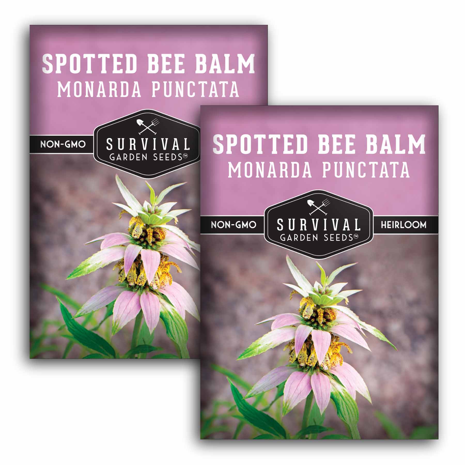 Organic Spotted Bee Balm & Dotted Horsemint Seeds - Fragrant Pollinator-Friendly Herb for Tea, Salads & Garden Landscaping (Monarda Punctata) | Attracts Butterflies & Bees, Perfect for Herb Gardens & Medicinal Use