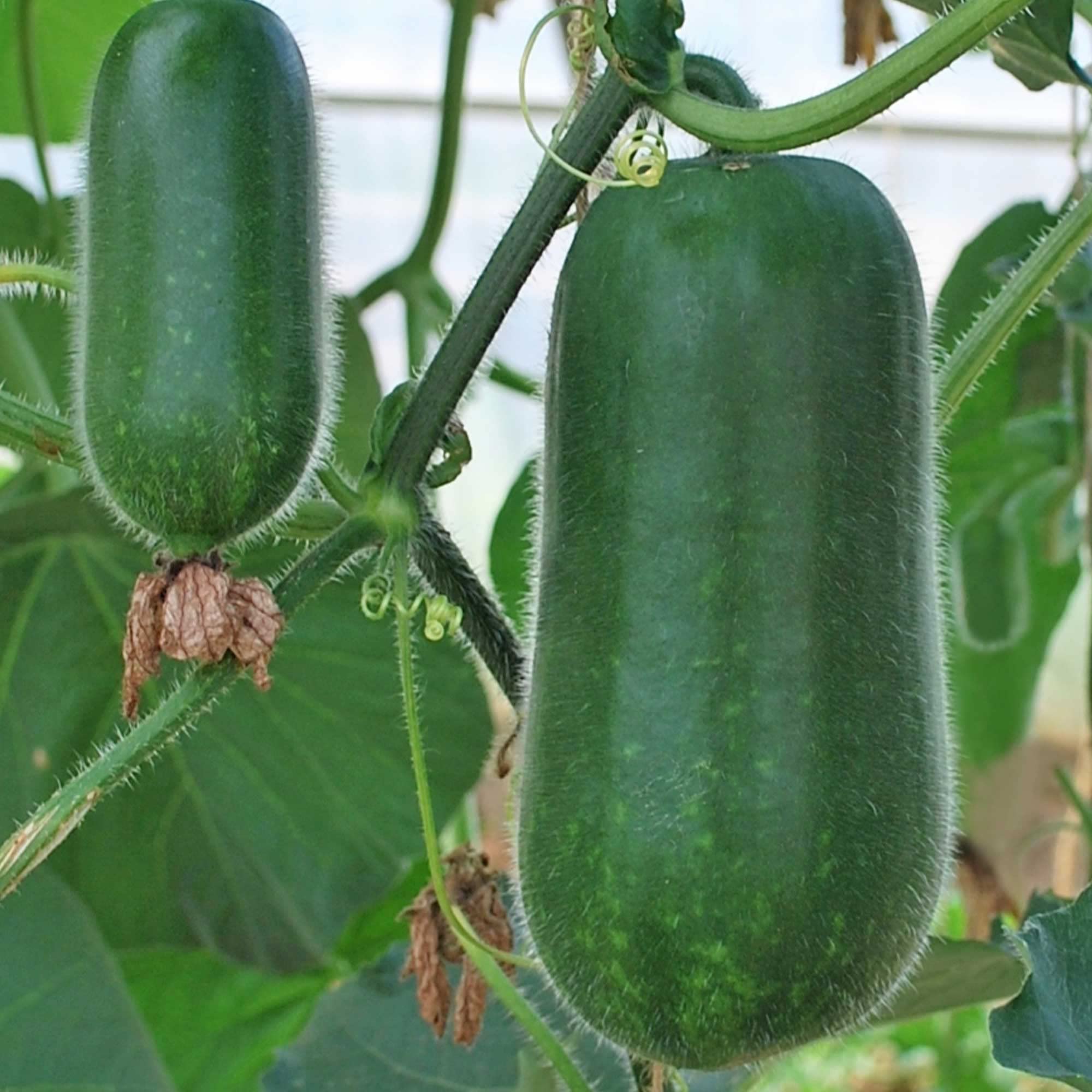 Premium Non-GMO F1 Hybrid Gourd Seeds (Jang Sin Variety) - 1 Oz Pack (~140 Seeds) - Asian Garden Vegetable for Home Gardening & Organic Farming