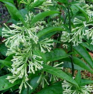 Night Blooming Jasmine Plant (Cestrum Nocturnum) - Fragrant 3.5