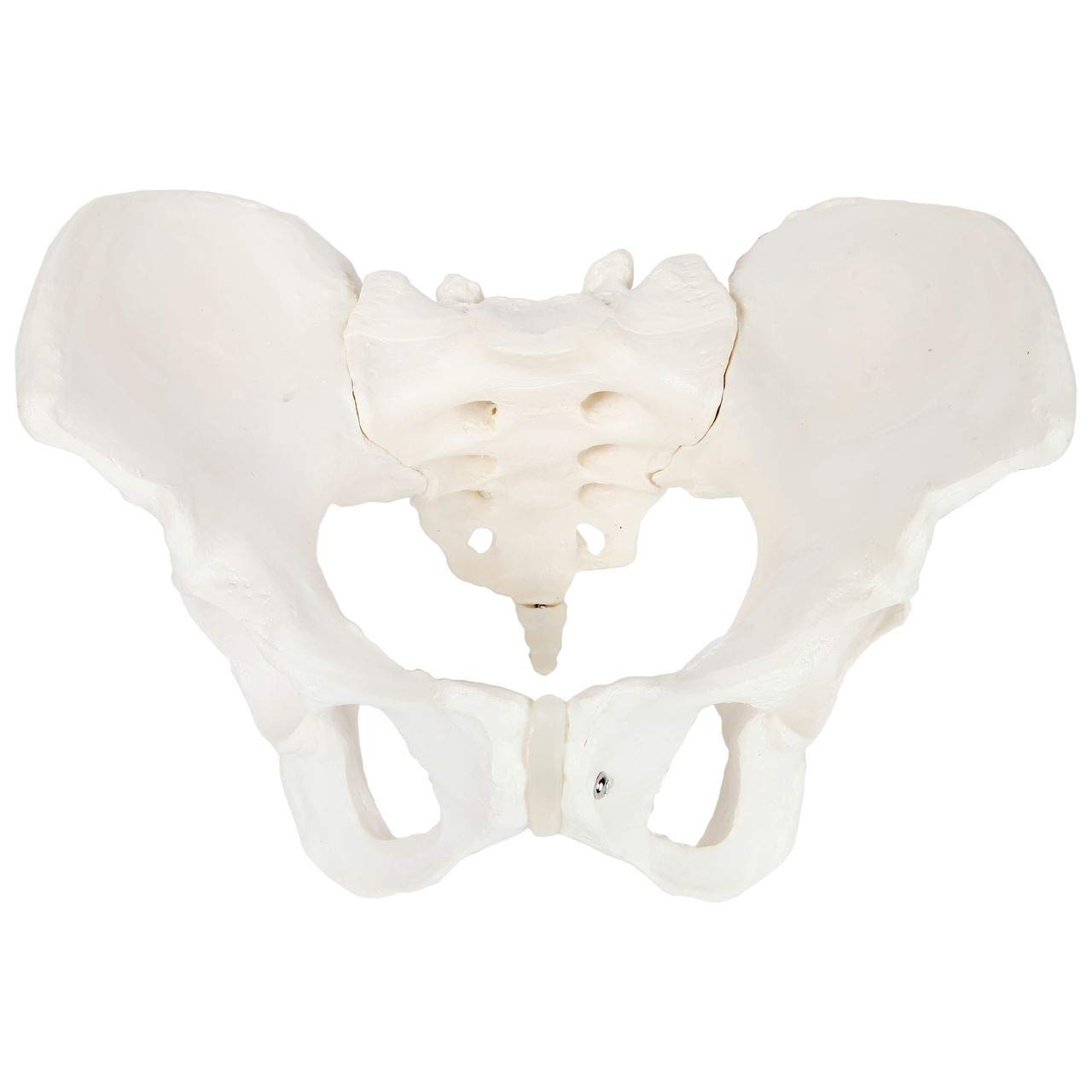 Axis Scientific Human Skeletal Pelvis Anatomy Model Set - 2 Piece Male & Female Pelvic Bones for Medical Education, Physical Therapy Training, and Anatomy Study | Perfect for Classrooms, Labs, and Healthcare Professionals