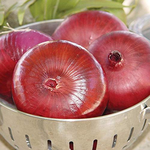 Italian Heirloom Cipollini Onion Seeds - Flat Pink to Red Bergamo Onion (100 Seeds) - Perfect for Home Gardening, Italian Cuisine & Gourmet Recipes