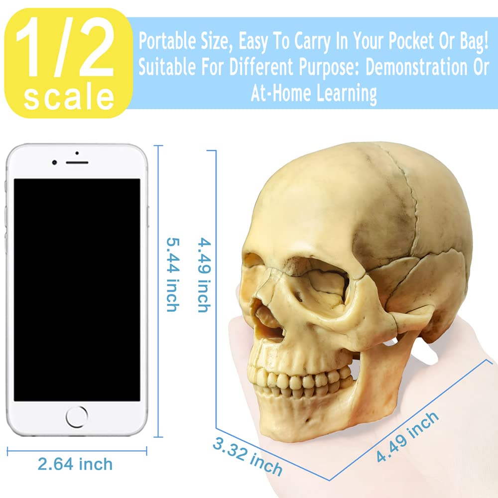 Anatomy Exploded Skull Model - Human Medical Skull for Dental Clinic Teaching & Medical Education | Perfect for Classroom Demonstrations & Professional Training