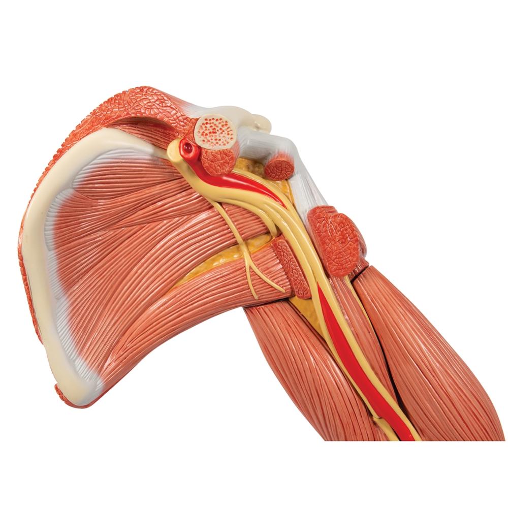 Premium 6-Part Deluxe Muscle Arm Anatomy Model - Ideal for Medical Students, Anatomy Study & Science Education