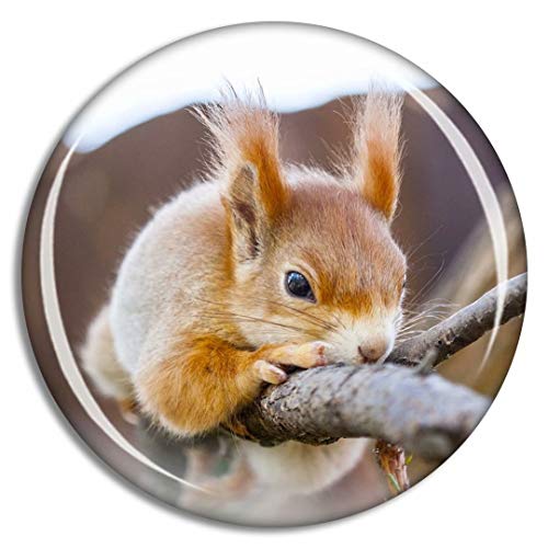Squirrel1