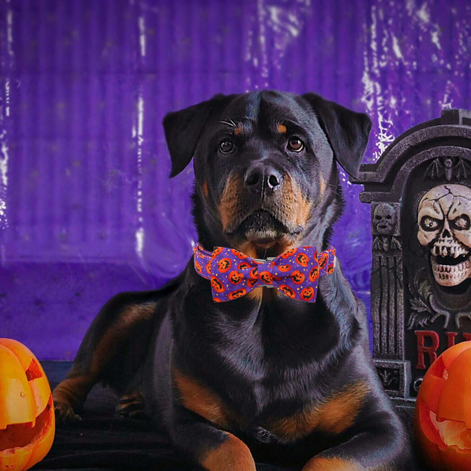 **Halloween Pumpkin Bowtie Dog Collar – Adjustable Soft Pet Collar with Metal Buckle for Small Dogs – Perfect for Halloween Costumes & Pet Parties**
