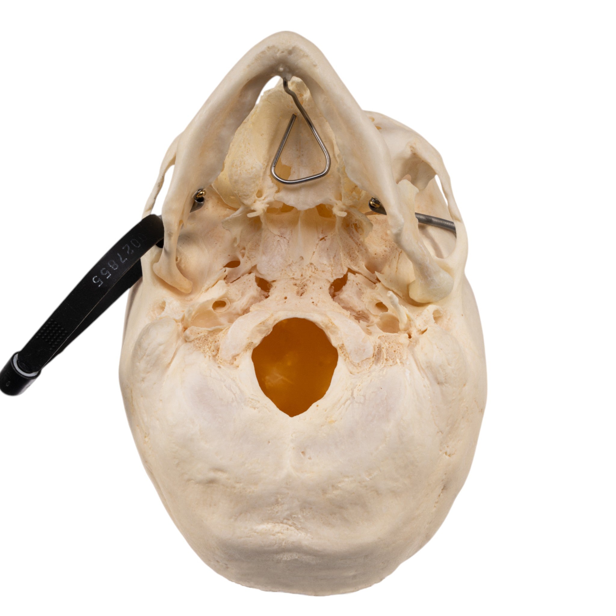 Premium Human Skull Model for Medical Research & Pathology Studies - Ideal for Anatomy Labs, Medical Training & Educational Use