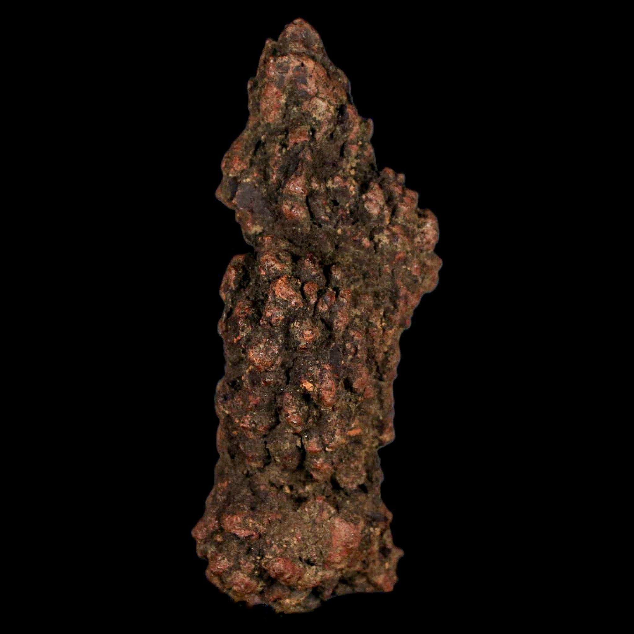 Authentic Prehistoric Coprolite Fossil Specimen - Genuine Miocene Dinosaur Poop from Madagascar | Rare Fossil Collection, Educational Display & Unique Gift for Paleontology Enthusiasts