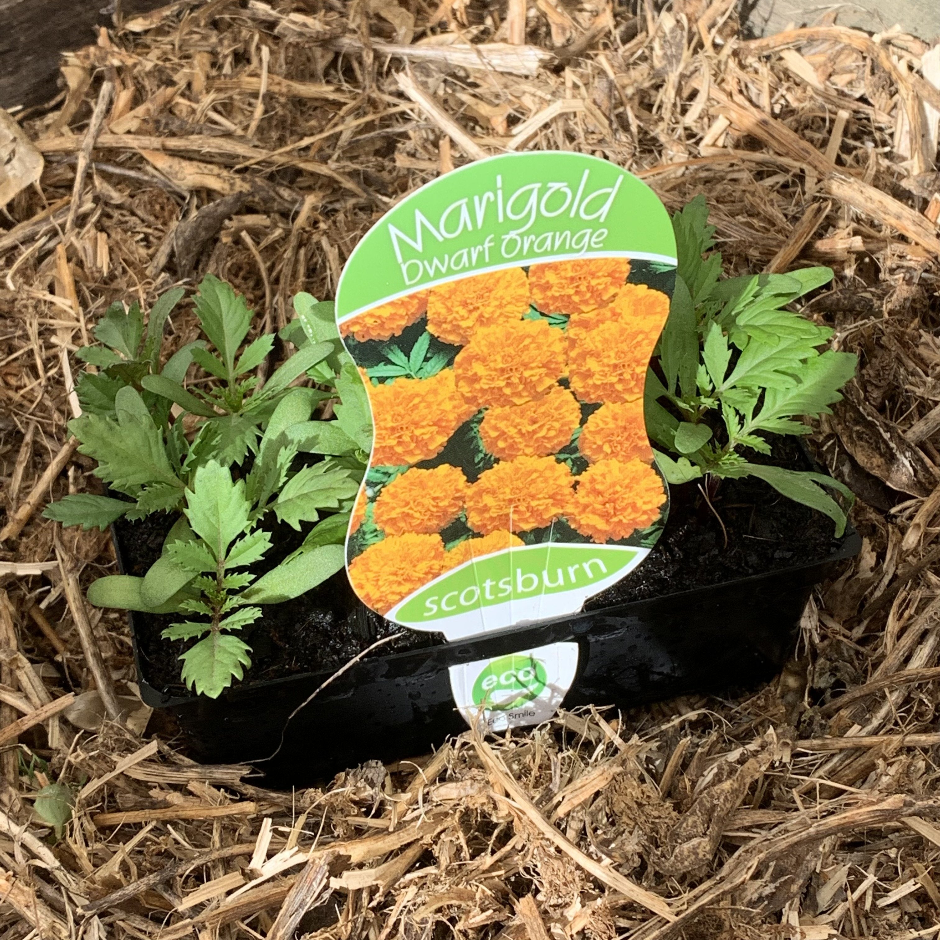 Dwarf Orange Marigold Seeds - Bright & Compact Flower for Gardens, Borders & Containers | Easy to Grow, Attracts Pollinators