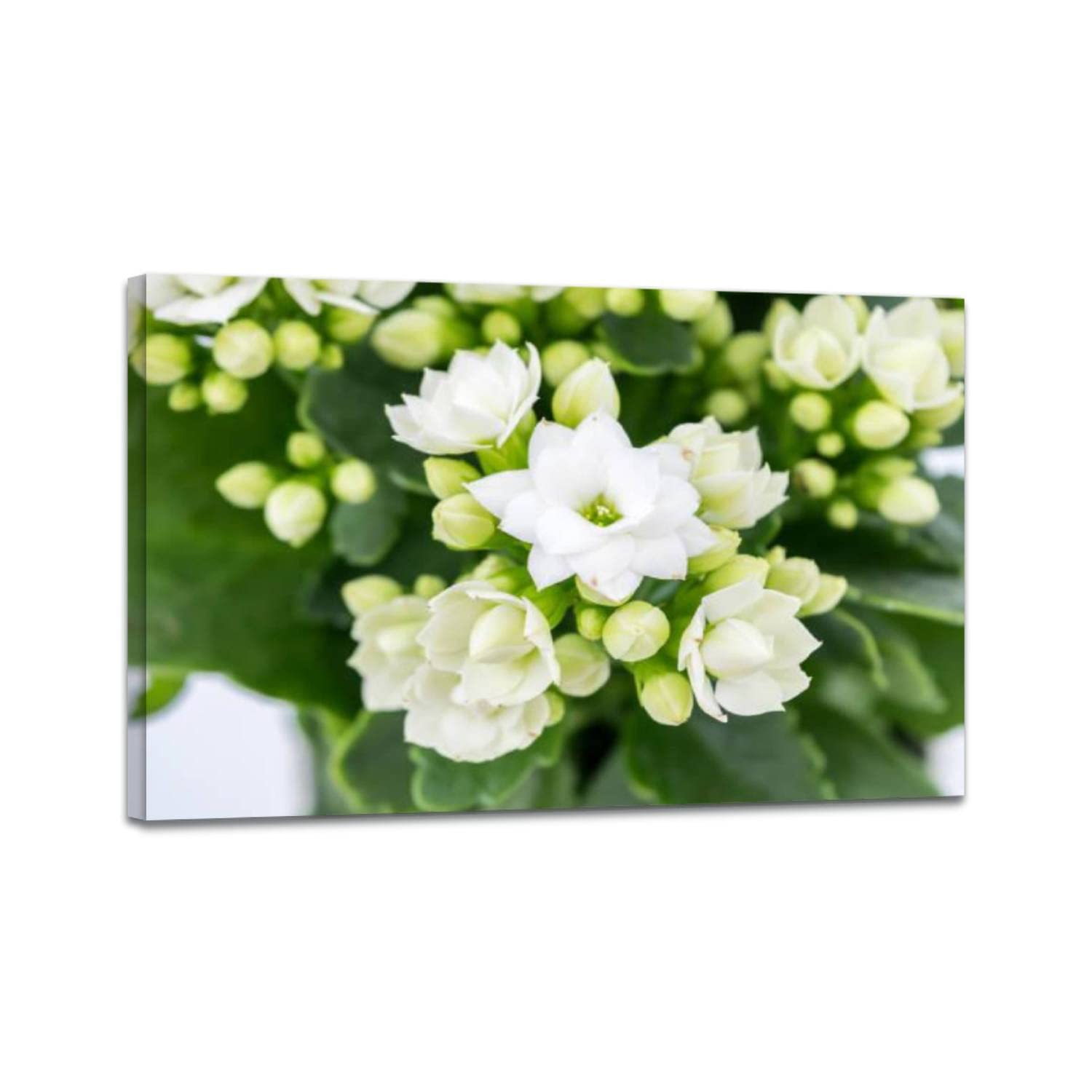 Framed Flaming Katy Plant Wall Art Canvas Painting - Decorative Home Decor for Bedroom, Living Room, Kitchen & Office - Perfect for Housewarming Gifts & Interior Design