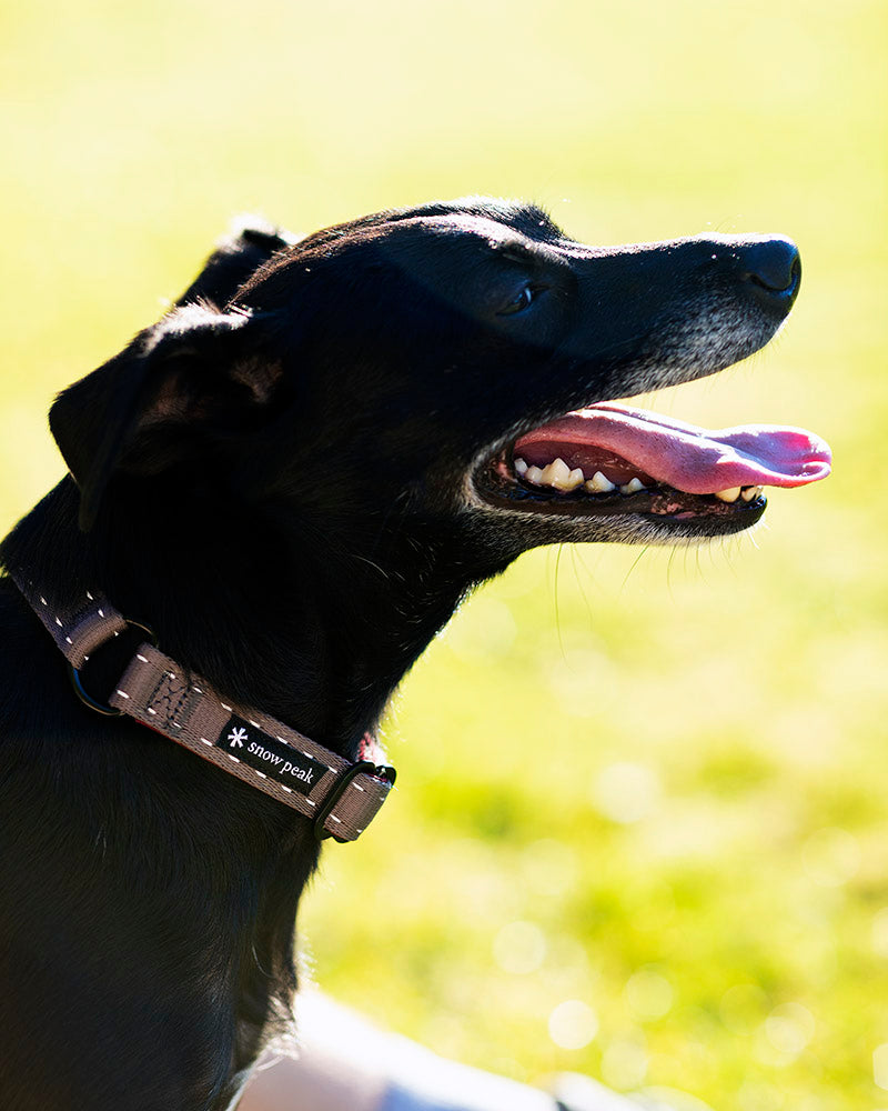 Premium SP Slip Collar for Dogs - Adjustable & Comfortable Pet Training Collar - Perfect for Walking, Training & Outdoor Adventures